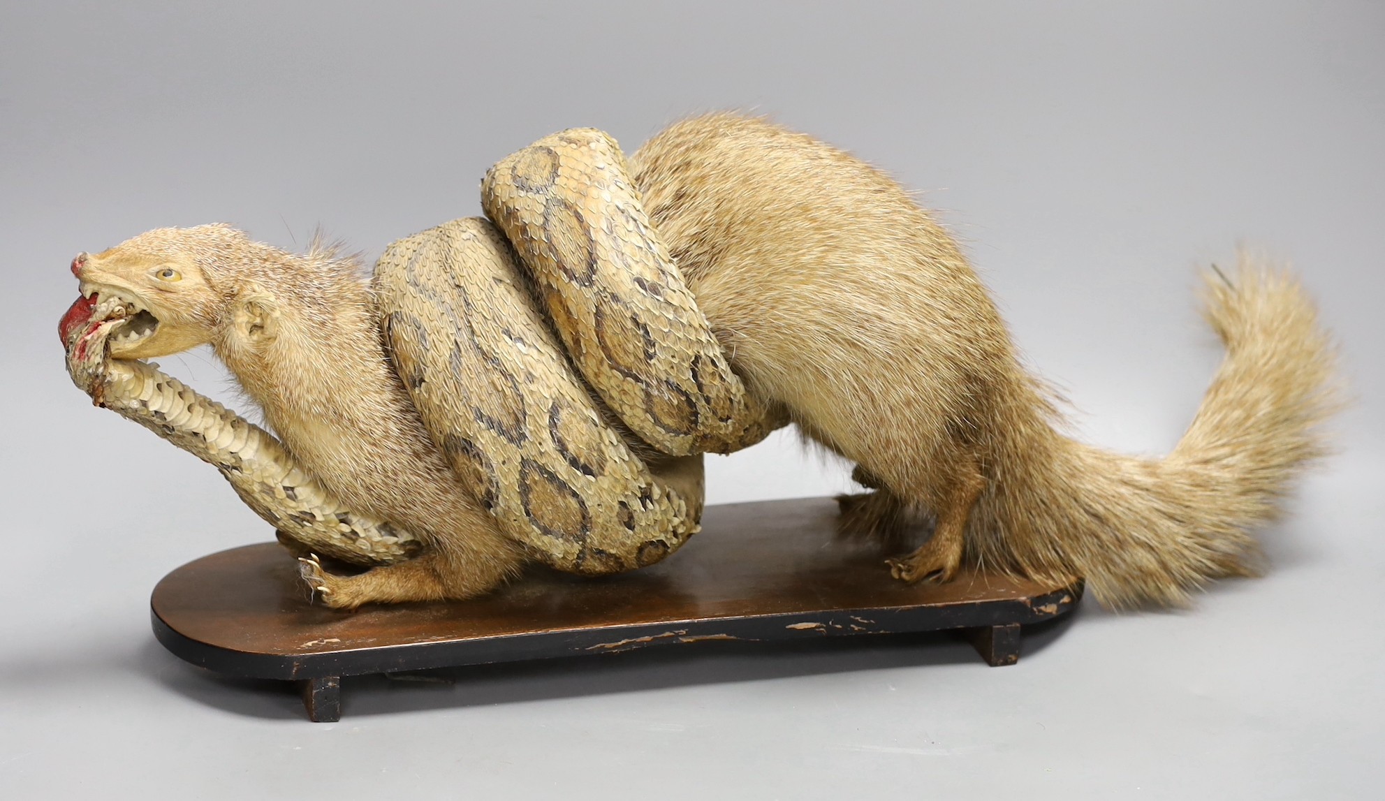 A taxidermic mongoose and cobra, 53cms wide